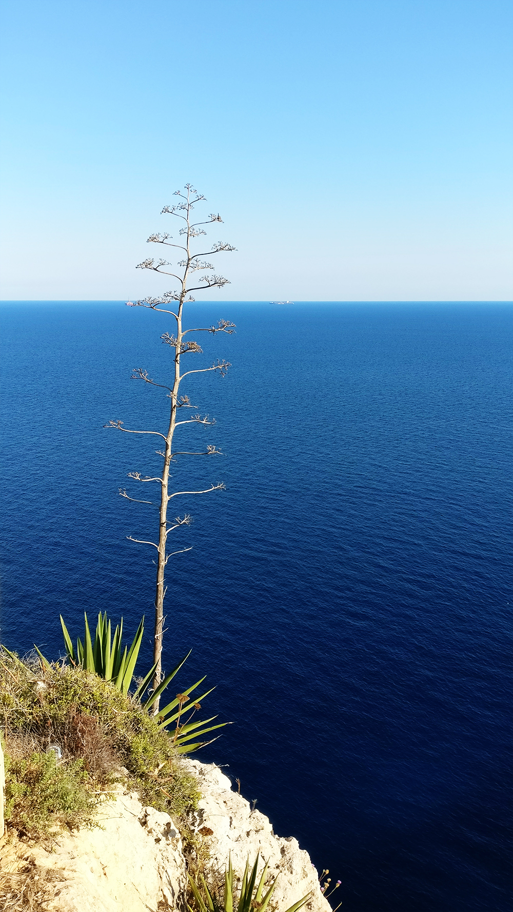 About Malta - The islands - agave trees at Blue Grotto Panorama