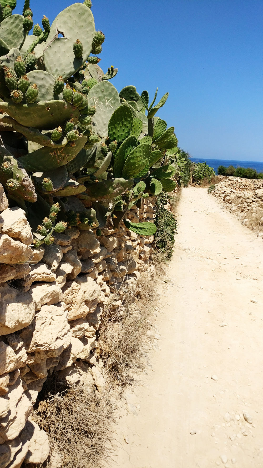 About Malta - The islands - catuses at St Peter's pool